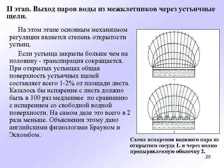 II этап. Выход паров воды из межклетников через устьичные щели. На этом этапе основным