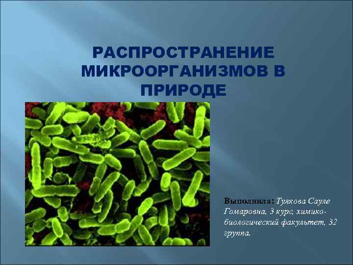 Микроорганизмы в природе. Распространение микробов в природе(микрофлора почвы,воды).. Распространение и роль микробов в природе микробиология. Распространение микроорганизмов в природе. Распространение бактерий в природе.