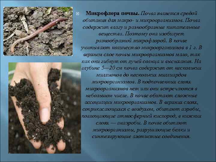 Значение почвенных бактерий. Микроорганизмы в почве. Микрофлора почвы презентация. Микрофлора почвы бактерии. Бактерии обитающие в почвенной среде.