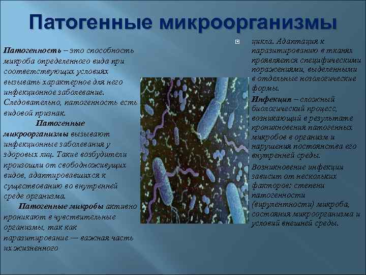 Патогенные микроорганизмы болезни