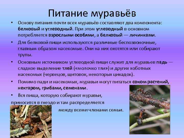 Питание муравьёв • Основу питания почти всех муравьёв составляют два компонента: белковый и углеводный.