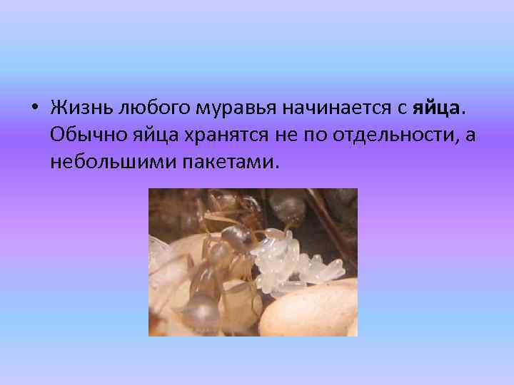  • Жизнь любого муравья начинается с яйца. Обычно яйца хранятся не по отдельности,