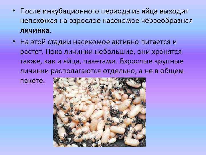  • После инкубационного периода из яйца выходит непохожая на взрослое насекомое червеобразная личинка.