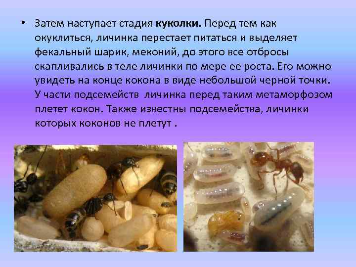  • Затем наступает стадия куколки. Перед тем как окуклиться, личинка перестает питаться и