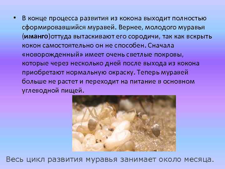  • В конце процесса развития из кокона выходит полностью сформировавшийся муравей. Вернее, молодого