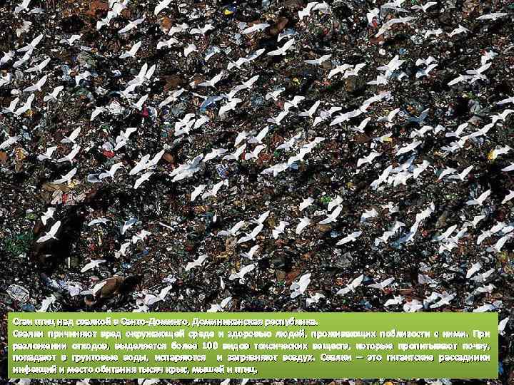 Стаи птиц над свалкой в Санто-Доминго, Доминиканская республика. Свалки причиняют вред окружающей среде и
