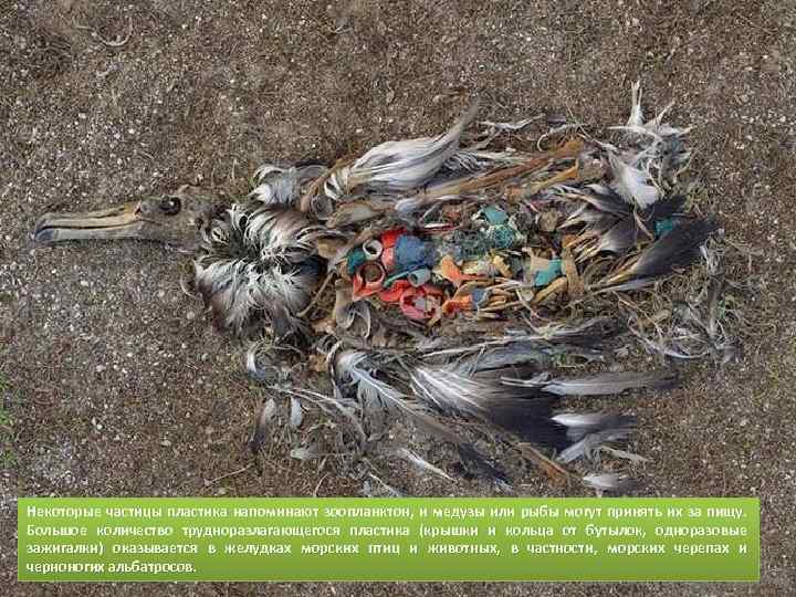 Некоторые частицы пластика напоминают зоопланктон, и медузы или рыбы могут принять их за пищу.