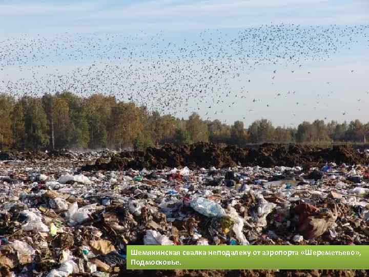 Шемякинская свалка неподалеку от аэропорта «Шереметьево» , Подмосковье. 