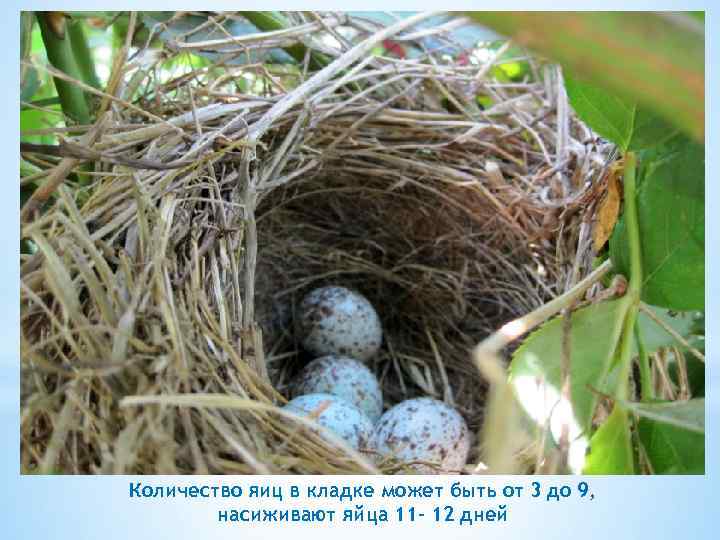 Количество яиц в кладке может быть от 3 до 9, насиживают яйца 11 -