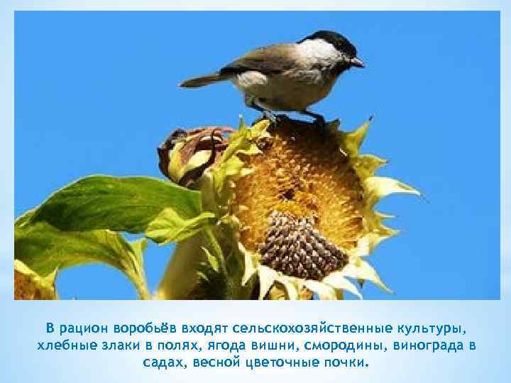 В рацион воробьёв входят сельскохозяйственные культуры, хлебные злаки в полях, ягода вишни, смородины, винограда