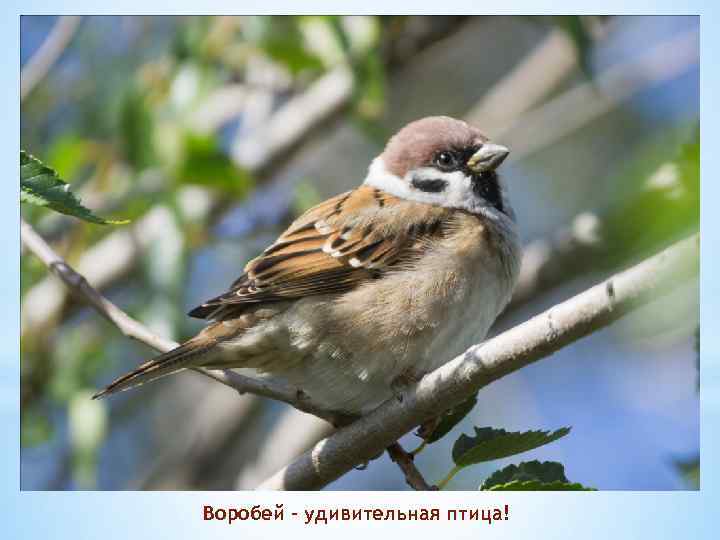 Воробей - удивительная птица! 