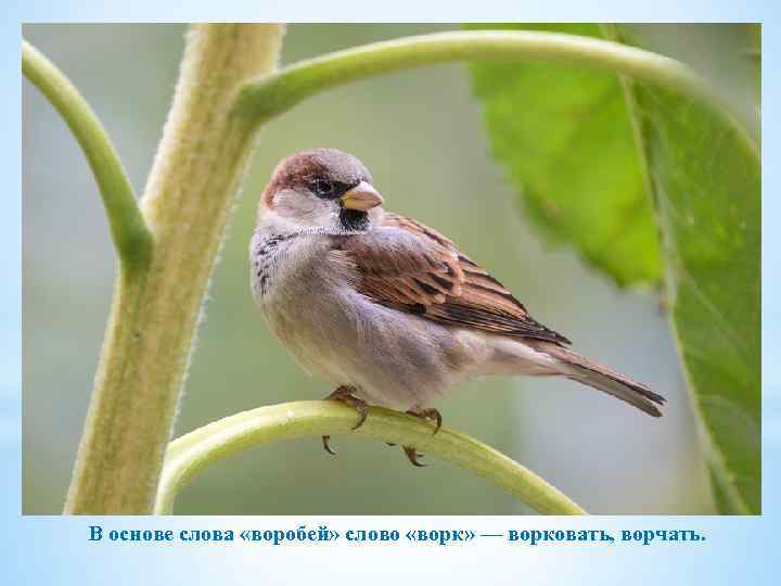 В основе слова «воробей» слово «ворк» — ворковать, ворчать. 