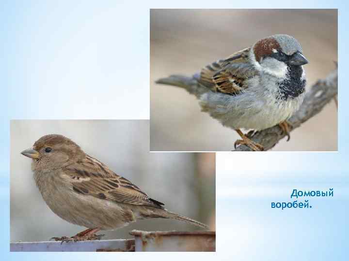 Домовый воробей. 
