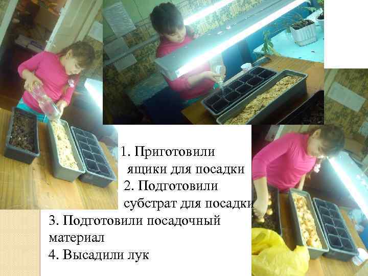  1. Приготовили ящики для посадки 2. Подготовили субстрат для посадки 3. Подготовили посадочный