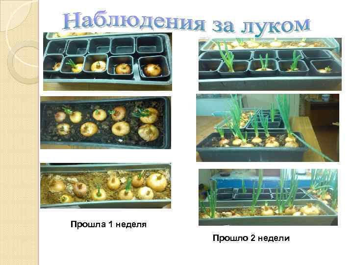 Прошла 1 неделя Прошло 2 недели 