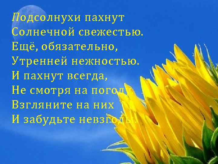 Подсолнухи пахнут Солнечной свежестью. Ещё, обязательно, Утренней нежностью. И пахнут всегда, Не смотря на