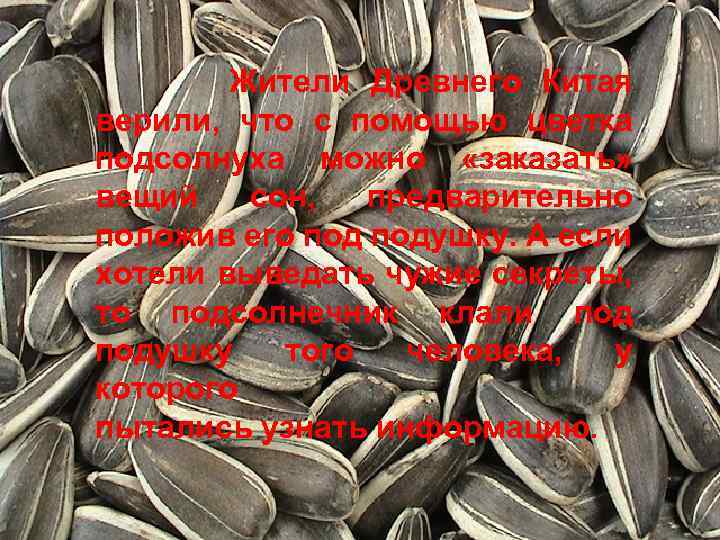 Жители Древнего Китая верили, что с помощью цветка подсолнуха можно «заказать» вещий сон, предварительно