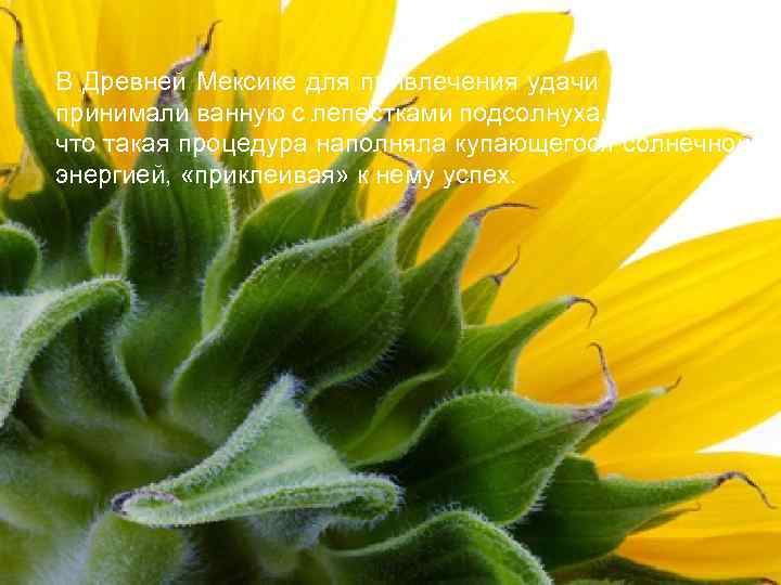 В Древней Мексике для привлечения удачи и богатства принимали ванную с лепестками подсолнуха. Считалась,