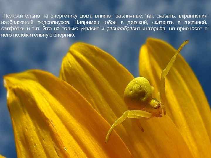  Положительно на энергетику дома влияют различные, так сказать, вкрапления изображений подсолнухов. Например, обои