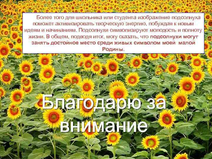 Более того для школьника или студента изображение подсолнуха поможет активизировать творческую энергию, побуждая к