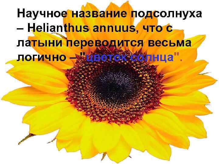 Научное название подсолнуха – Helianthus annuus, что с латыни переводится весьма логично – "цветок