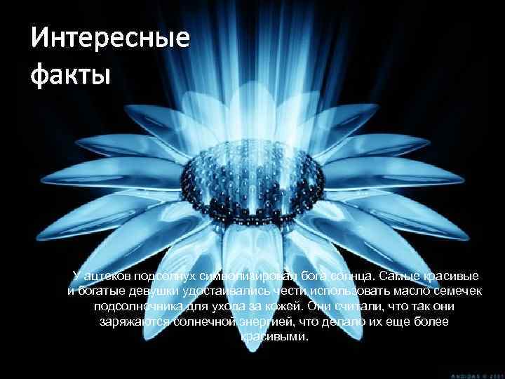 Интересные факты У ацтеков подсолнух символизировал бога солнца. Самые красивые и богатые девушки удостаивались