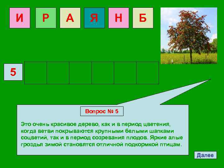 И Р А Я Н Б 5 Вопрос № 5 Это очень красивое дерево,