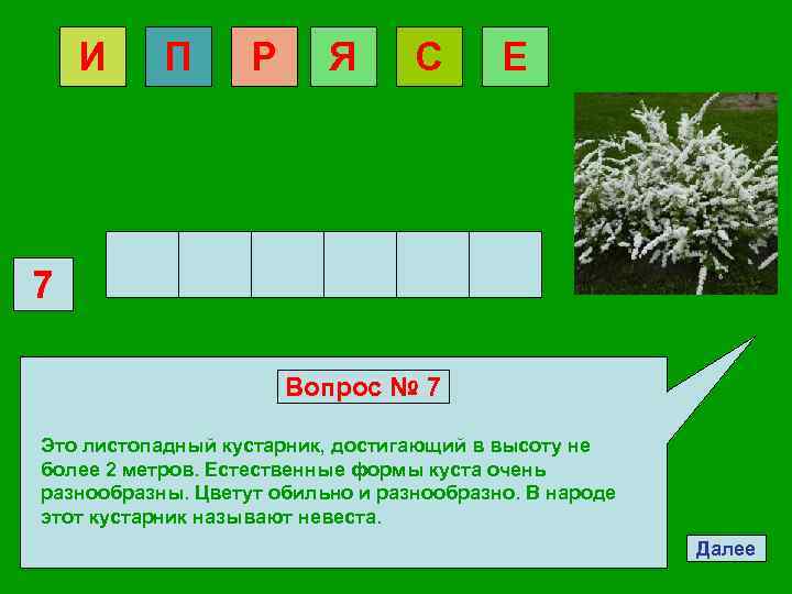 И П Р Я С Е 7 Вопрос № 7 Это листопадный кустарник, достигающий