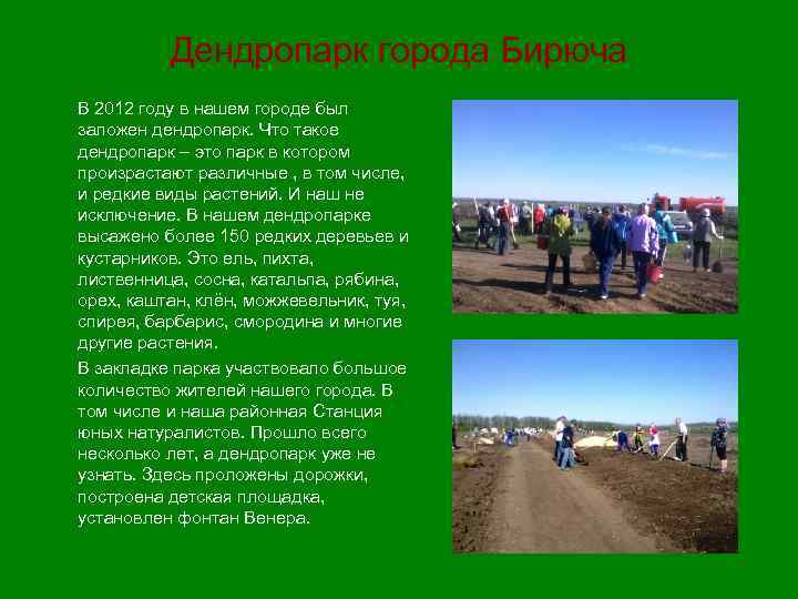 Дендропарк города Бирюча В 2012 году в нашем городе был заложен дендропарк. Что такое