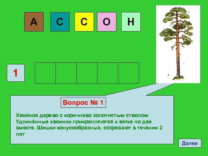 А С С О Н 1 Вопрос № 1 Хвойное дерево с коричнево золотистым