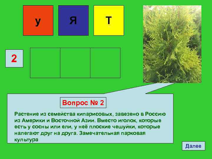 у Я Т 2 Вопрос № 2 Растение из семейства кипарисовых, завезено в Россию