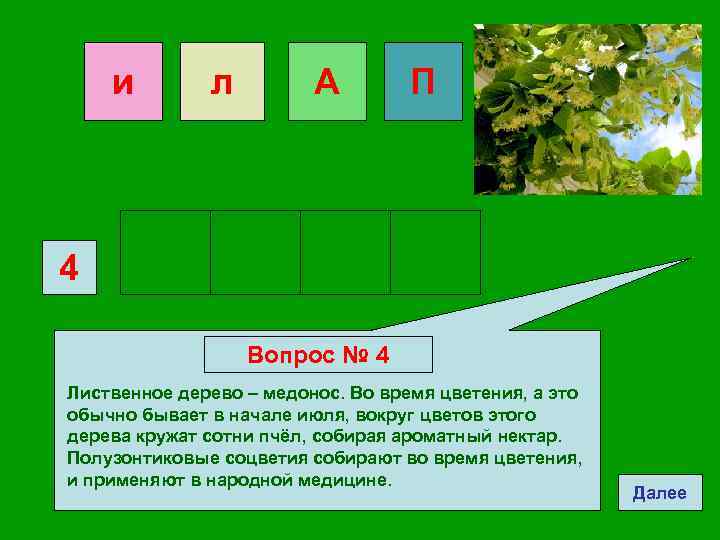 4 деревья ответы. Лиственное дерево медонос. Лиственное дерево медонос 4 буквы. Дерево медонос 4 буквы сканворд. Лиственная 4.