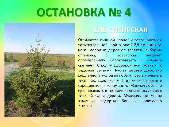 ОСТАНОВКА № 4 ЕЛЬ СИБИРСКАЯ Отличается пышной кроной с остроконечной четырехгранной хвой около 2