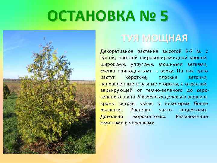 ОСТАНОВКА № 5 ТУЯ МОЩНАЯ Декоративное растение высотой 5 -7 м. с густой, плотной