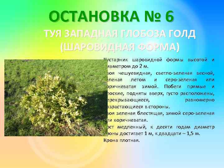 ОСТАНОВКА № 6 ТУЯ ЗАПАДНАЯ ГЛОБОЗА ГОЛД (ШАРОВИДНАЯ ФОРМА) Кустарник шаровидной формы высотой и