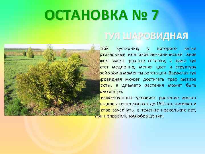 ОСТАНОВКА № 7 ТУЯ ШАРОВИДНАЯ Густой кустарник, у которого ветви вертикальные или округло-конические. Хвоя