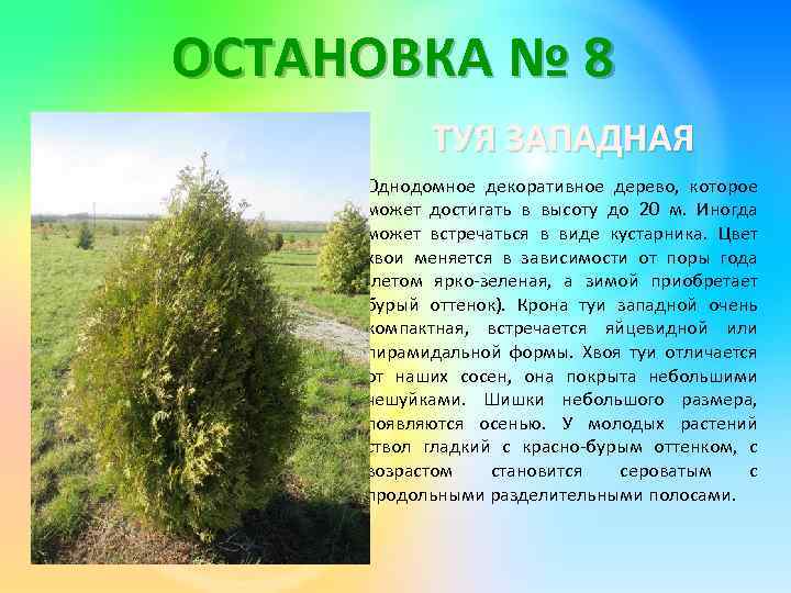 ОСТАНОВКА № 8 ТУЯ ЗАПАДНАЯ Однодомное декоративное дерево, которое может достигать в высоту до