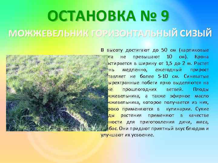 ОСТАНОВКА № 9 МОЖЖЕВЕЛЬНИК ГОРИЗОНТАЛЬНЫЙ СИЗЫЙ В высоту достигают до 50 см (карликовые сорта