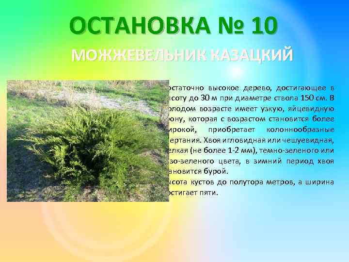 ОСТАНОВКА № 10 МОЖЖЕВЕЛЬНИК КАЗАЦКИЙ Достаточно высокое дерево, достигающее в высоту до 30 м