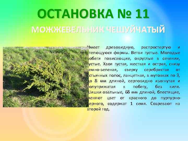 ОСТАНОВКА № 11 МОЖЖЕВЕЛЬНИК ЧЕШУЙЧАТЫЙ Имеет древовидную, распростертую и стелющуюся формы. Ветви густые. Молодые