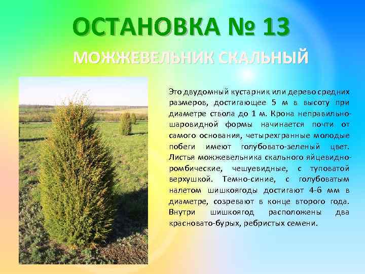 ОСТАНОВКА № 13 МОЖЖЕВЕЛЬНИК СКАЛЬНЫЙ Это двудомный кустарник или дерево средних размеров, достигающее 5