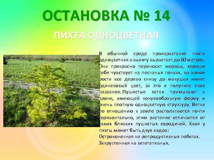 ОСТАНОВКА № 14 ПИХТА ОДНОЦВЕТНАЯ В обычной среде произрастания пихта одноцветная в высоту вырастает