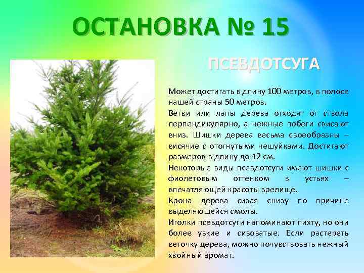 ОСТАНОВКА № 15 ПСЕВДОТСУГА Может достигать в длину 100 метров, в полосе нашей страны