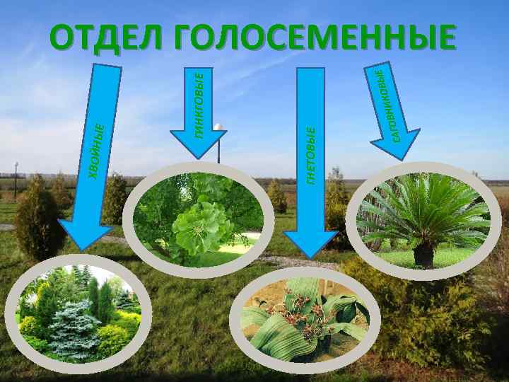 ОВ ВНИК О САГ ГНЕТОВЫЕ ЫЕ ГИНКГОВЫЕ ХВОЙНЫ Е ОТДЕЛ ГОЛОСЕМЕННЫЕ 