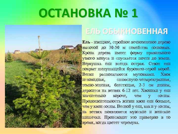 ОСТАНОВКА № 1 ЕЛЬ ОБЫКНОВЕННАЯ Ель - изящное, стройное вечнозеленое дерево высотой до 30