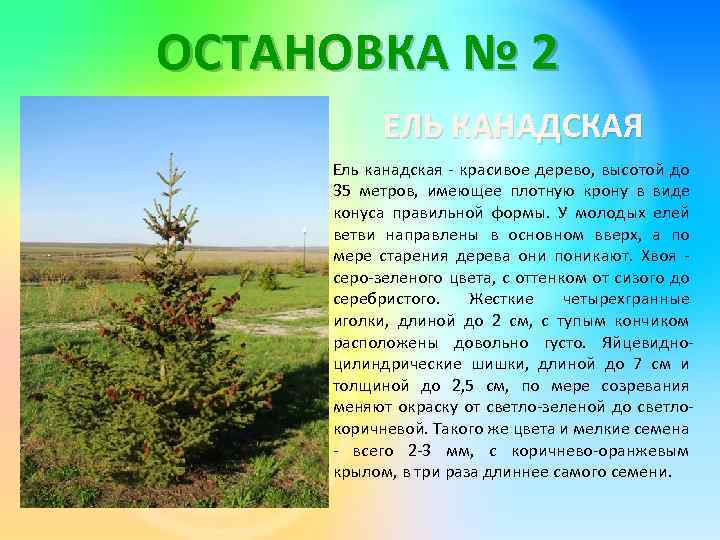 ОСТАНОВКА № 2 ЕЛЬ КАНАДСКАЯ Ель канадская - красивое дерево, высотой до 35 метров,