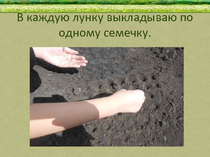 В каждую лунку выкладываю по одному семечку. 