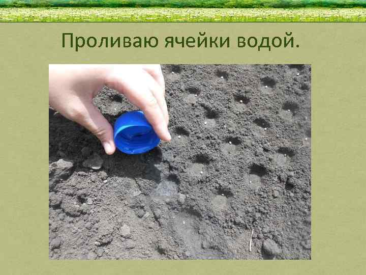 Проливаю ячейки водой. 