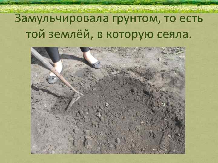 Замульчировала грунтом, то есть той землёй, в которую сеяла. 