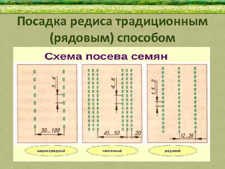 Посадка редиса традиционным (рядовым) способом 